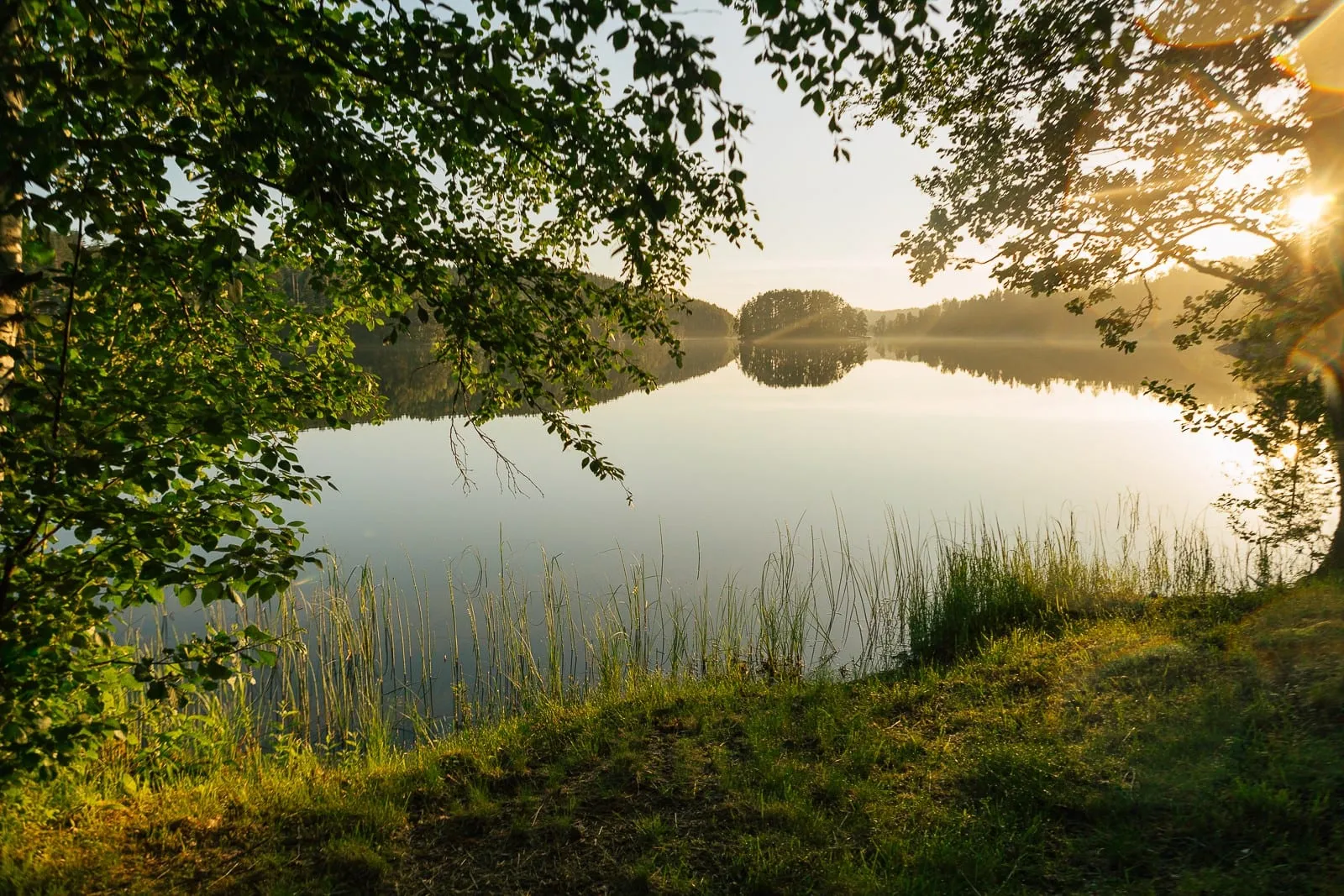 Sunrise over calm water framed by green trees and reeds on the bank